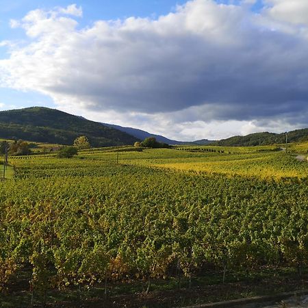 شقة Cocon De Caractere Au Coeur Des Vignes Alsaciennes برغهايم المظهر الخارجي الصورة